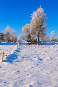 Snow covered trees on field against blue sky