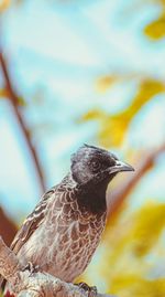 Close-up of bird