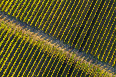 High angle view of vineyard