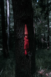 Red tree trunk in forest