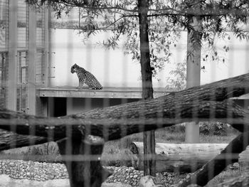 Bird perching on a tree