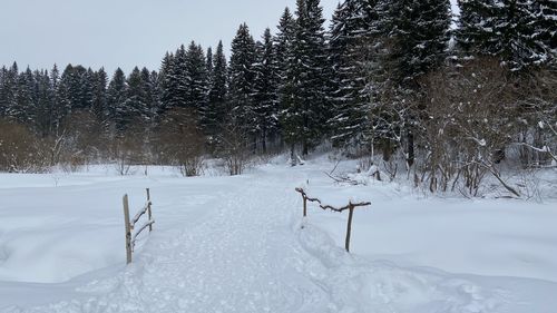 Snow covered land and trees on field