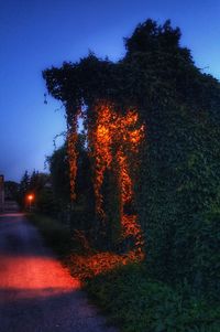 Trees by illuminated street against sky at dusk