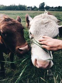 Close-up of horses grazing on grassy field