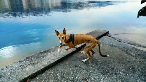 Dog on shore against sky
