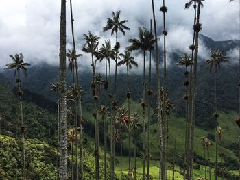 Plants growing on land against sky