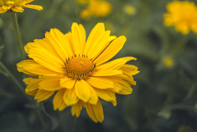 Close-up of yellow flower