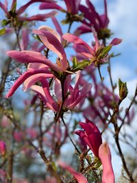 Close-up of pink flowering plant