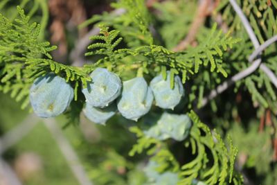 Close-up of berries growing on plant