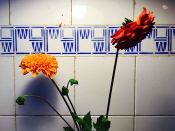 Close-up of flowers against wall