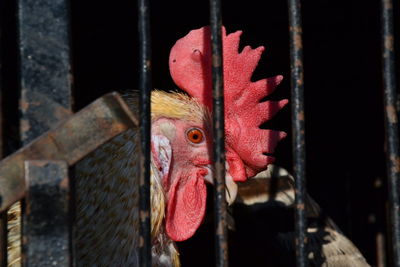 Close-up of rooster in cage