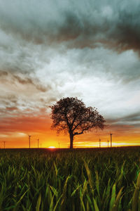 Trees on field against sky during sunset