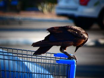 Close-up of bird perching