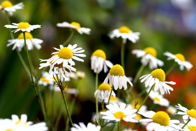Close-up of white daisy flowers