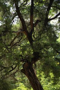 Low angle view of tree trunks in forest