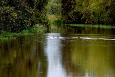 Scenic view of lake in forest