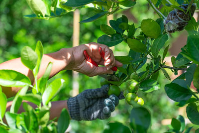 Close-up hands of farmer harvest lime fruit from tree in farm