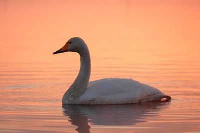 Swan swimming in lake