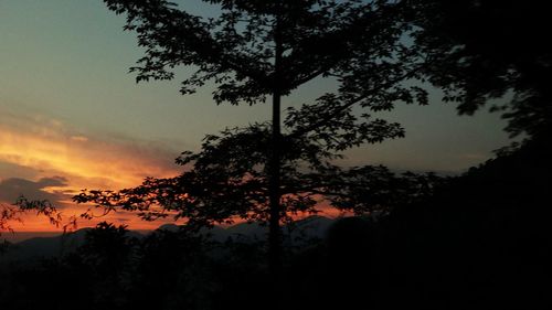 Low angle view of silhouette tree against sky at sunset