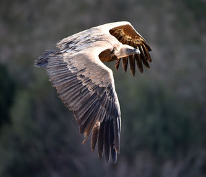 Close-up of eagle flying