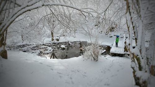 Bare trees in snow covered landscape