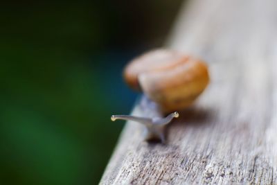 Close-up of snail on wood