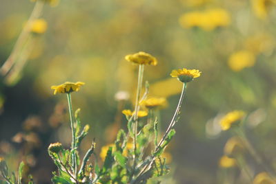 Close-up of yellow flowering plant on field