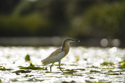 Bird on a lake