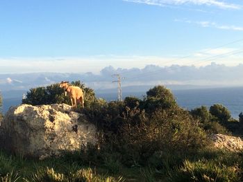 Scenic view of landscape against cloudy sky
