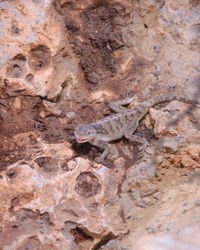 View of lizard on rock