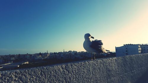 Birds perching against clear sky