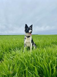 Dog running on grassy field