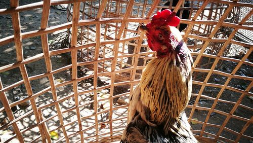 Close-up of rooster in cage