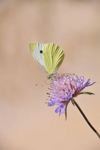 Close-up of butterfly pollinating on purple flower