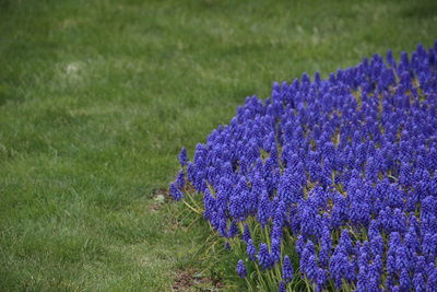 Close-up of purple flowering plants on field