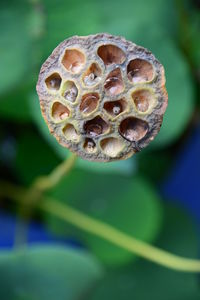 Close-up of bee on leaf