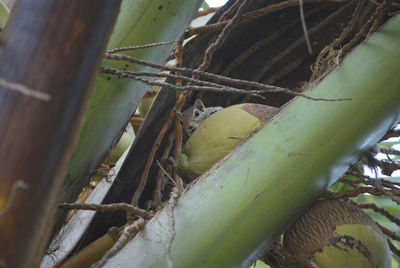 Close-up of insect on plant