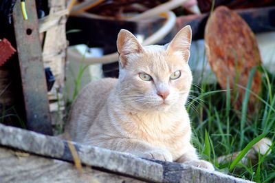 Portrait of cat sitting outdoors