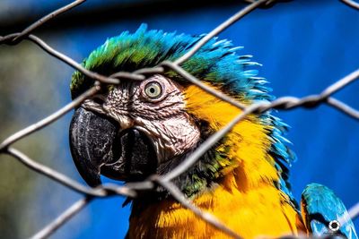 Close-up of macaw in cage