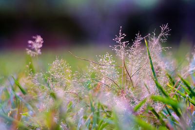 Close-up of flowering plants on land