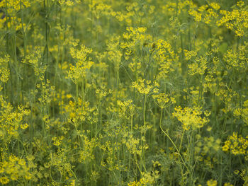 Close-up of fresh yellow flowers blooming in field