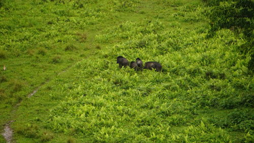 View of a sheep on grassland