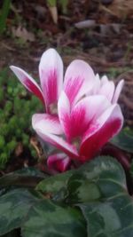 Close-up of pink flower blooming outdoors