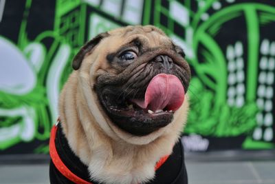 Close-up of pug on footpath 