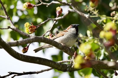 Low angle view of bird perching on tree