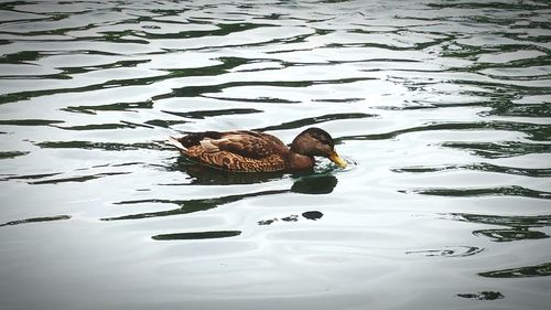 High angle view of ducks in water