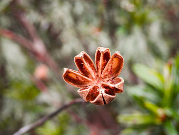 Close-up of flower on plant