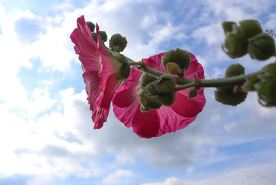 Low angle view of pink flowering plant against cloudy sky