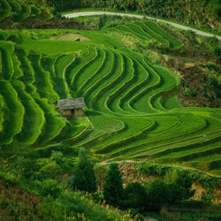 High angle view of rice paddy