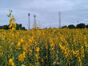 Scenic view of oilseed rape field against sky